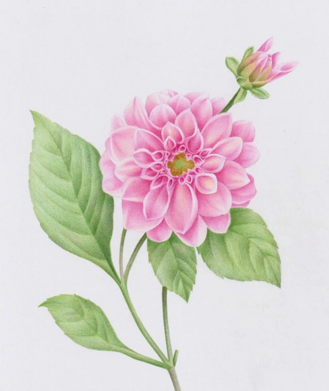 精美彩铅花朵画#插画