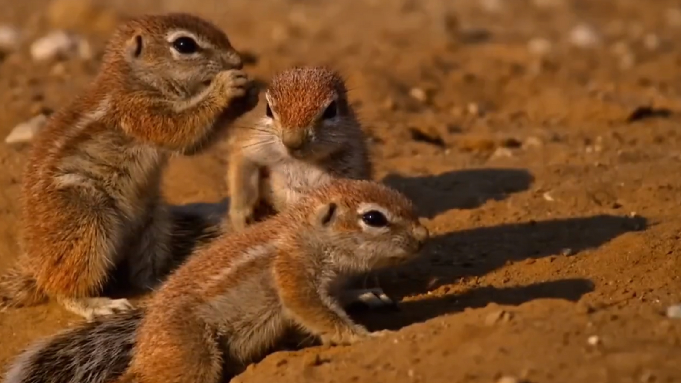松鼠,黄鼠狼,眼镜蛇
