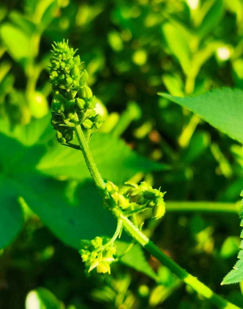 拉拉秧之美[鸡蛋] [你懂的] 拉拉秧,学名葎草,别名五爪龙.