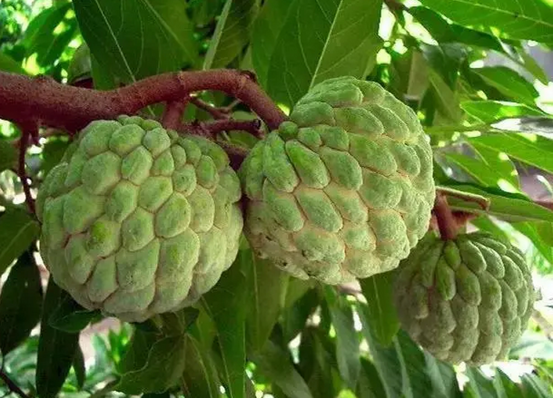 "番荔枝"释迦果是一种不太多见的水果,吃的人也比较少,但由于释迦 