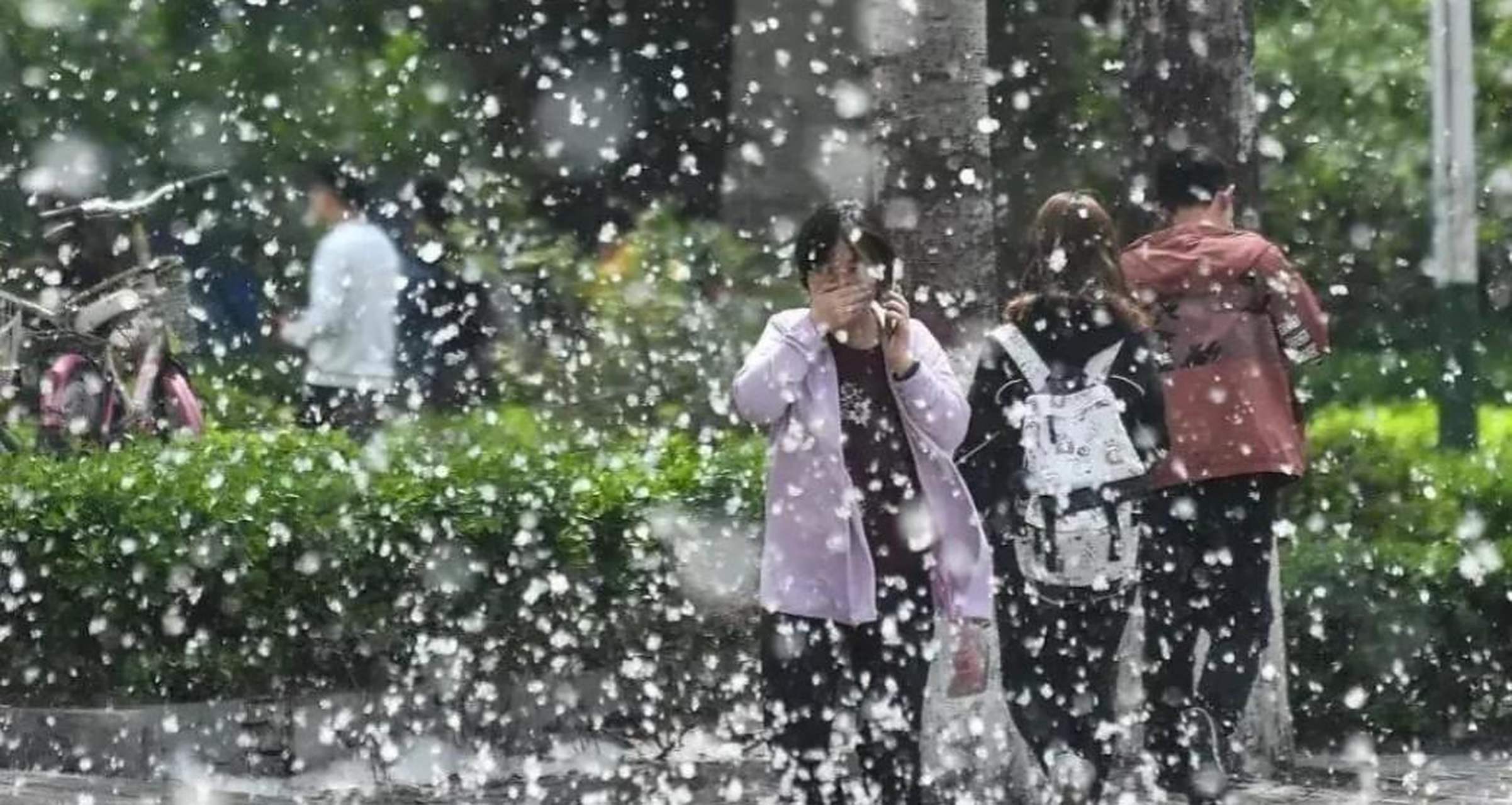 点燃杨絮会造成重大火灾,飞絮如今为何这么严重?没办法解决吗?