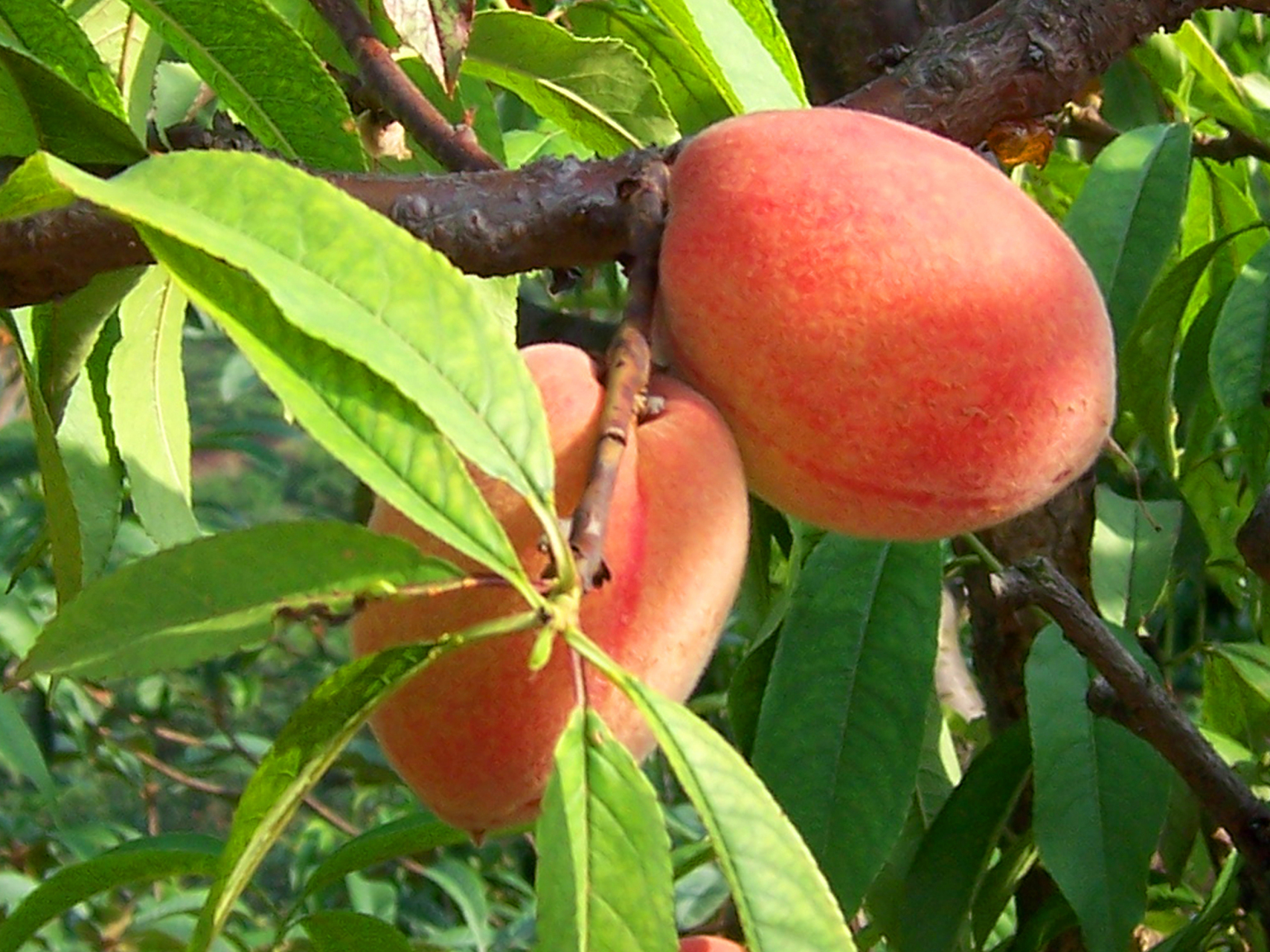 龙泉驿水蜜桃# 5月份, "中国水蜜桃之乡"四川成都龙泉驿区桃子开始