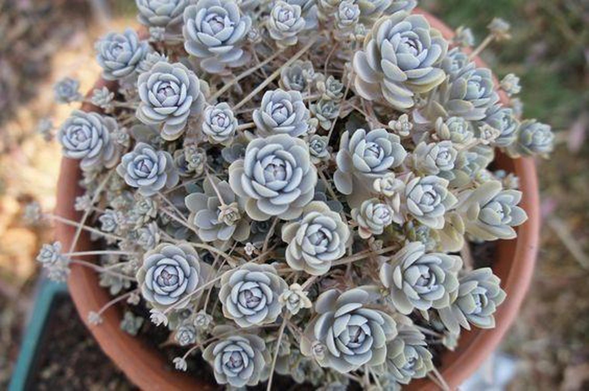 多肉初认识——子持莲华 子持莲华是景天科 瓦松属 喜温暖,干燥和阳光