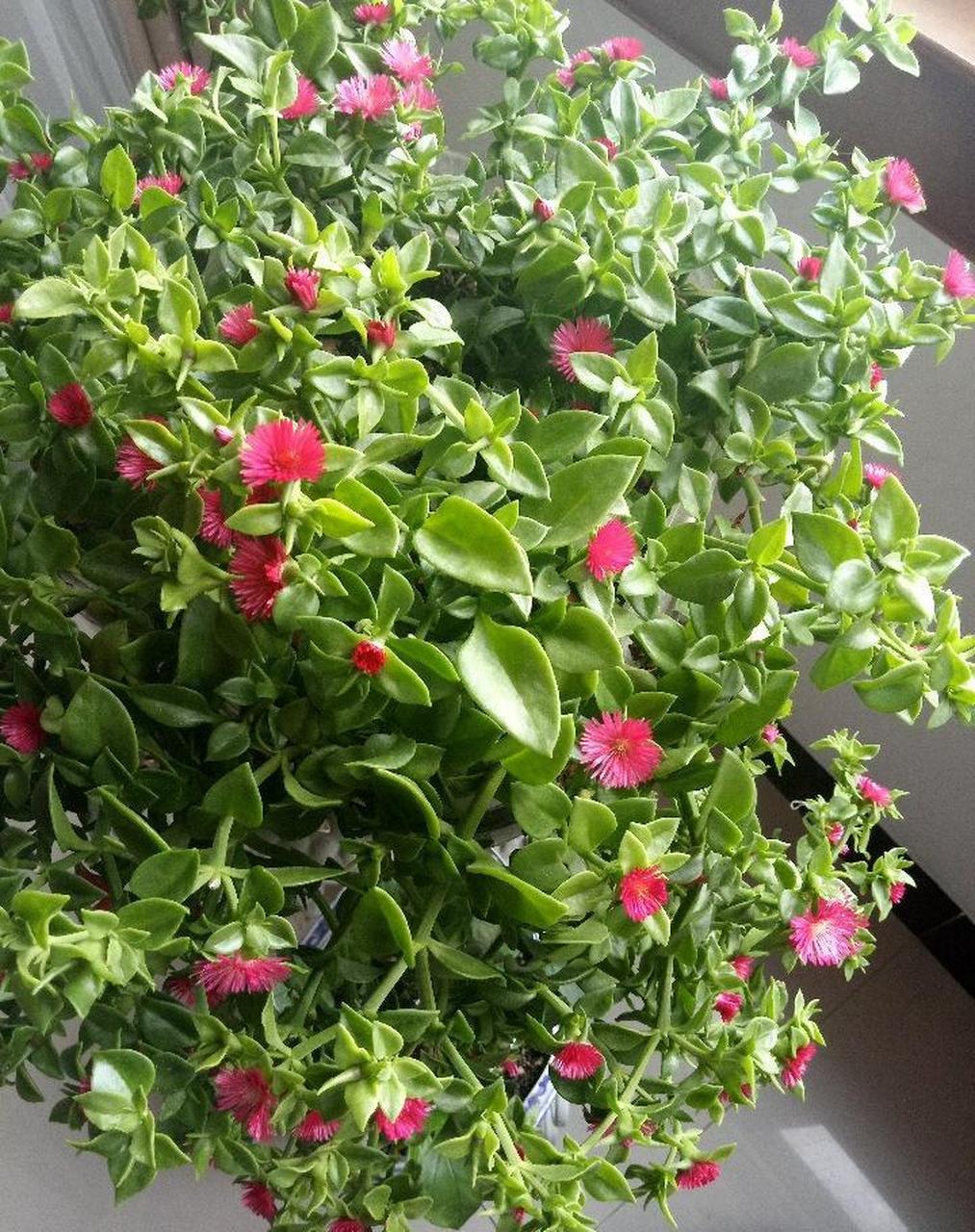 牡丹吊兰,学名心叶日中花,很值得栽种的室内盆栽花卉,好养如绿萝吊兰