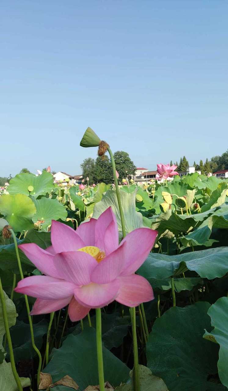 从城固高铁站经过六路丝路大道,路过一片荷园,看到这样的美景,忍不住