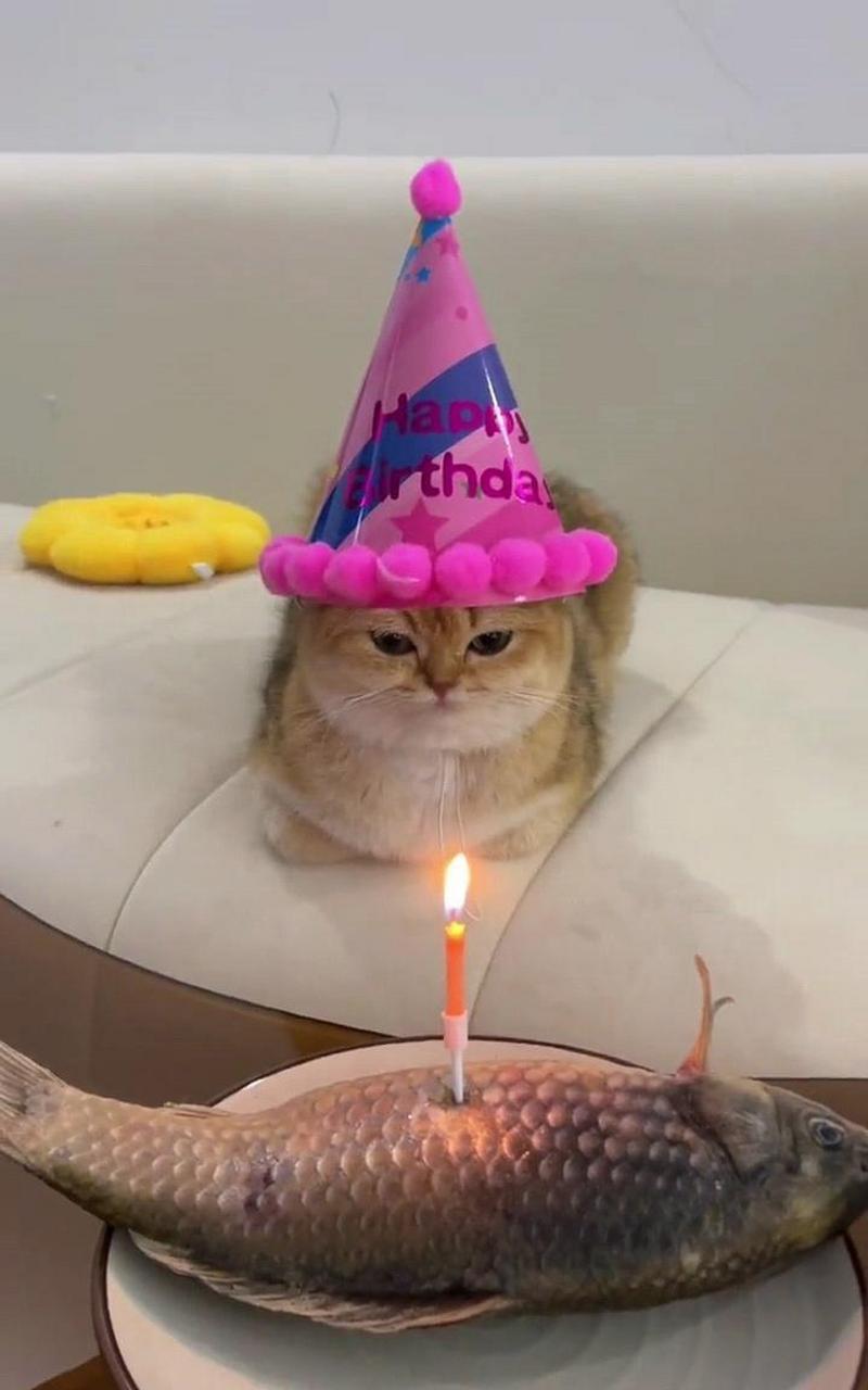 猫咪过生日图片唯美图片