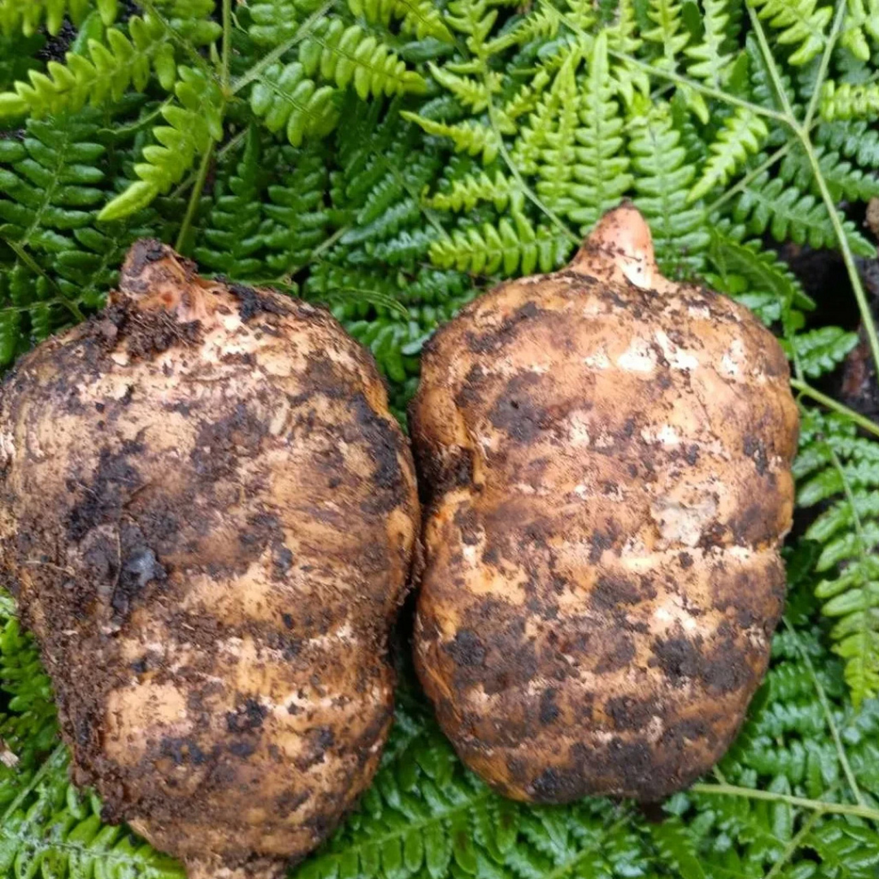 云南地理标志性产品,天麻界中的极品,昭通小草坝天麻!