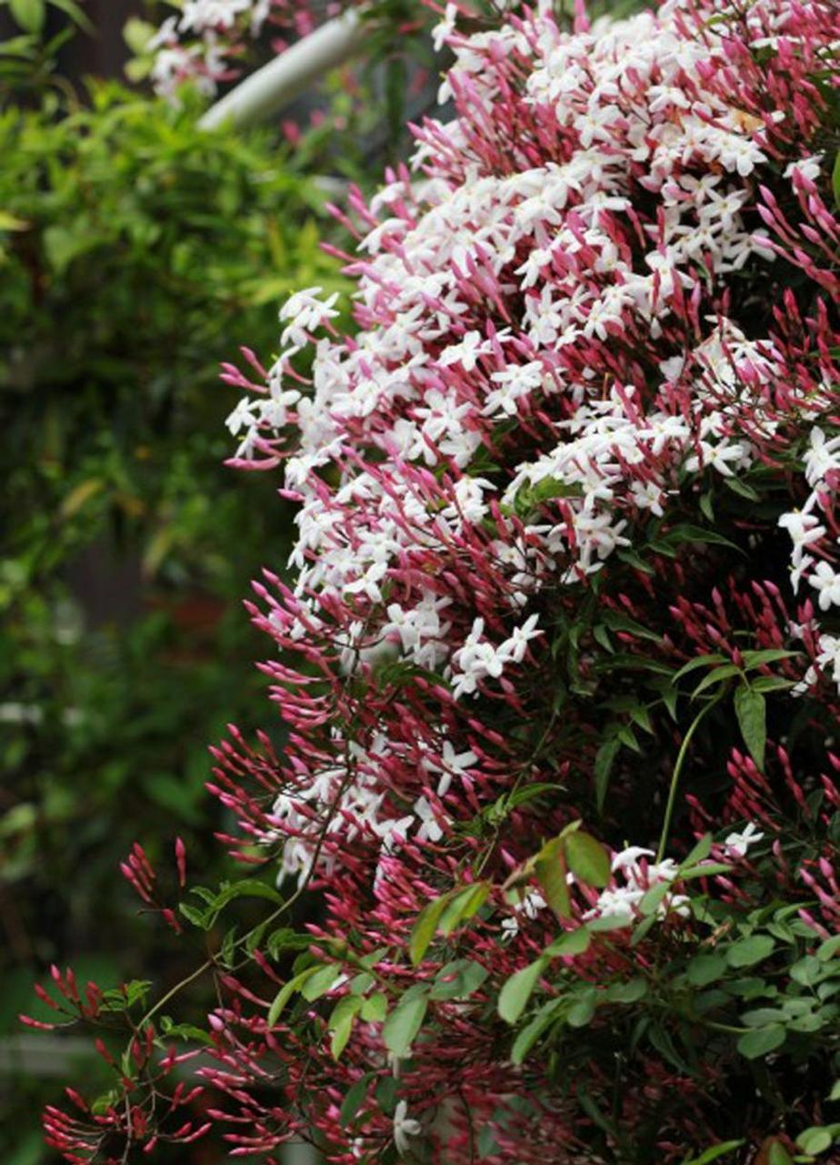 【多花素馨】耐阴,爬藤还开花,多花素馨轻松种出花瀑布!