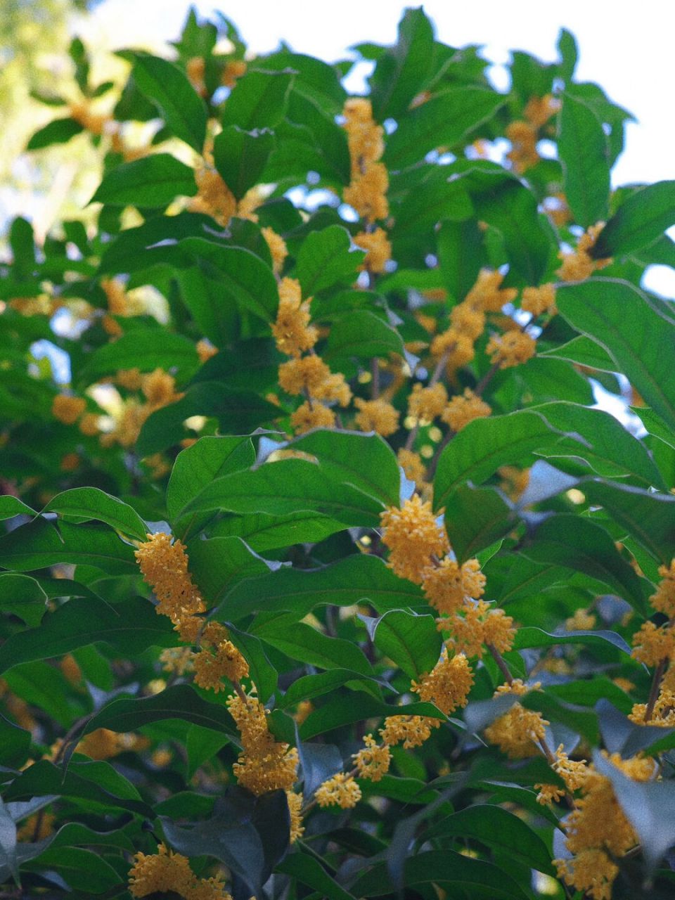 第一次这么浓烈感受到市花的魅力  单属于杭州的浪漫 就是人间秋日