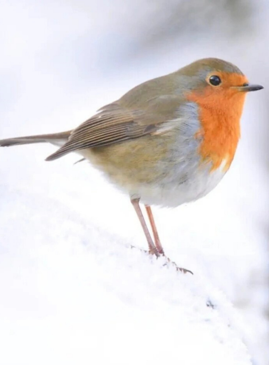 每天认识一种有趣动物|知更鸟  知更鸟,又称红襟鸟,是英国的国鸟.