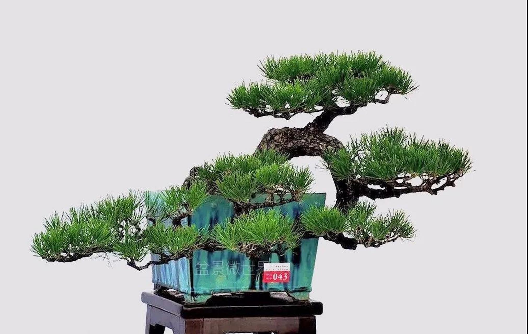 "捞月式盆景" 是传统的悬崖式盆景中的一种, 整个姿态飘逸,气势比较