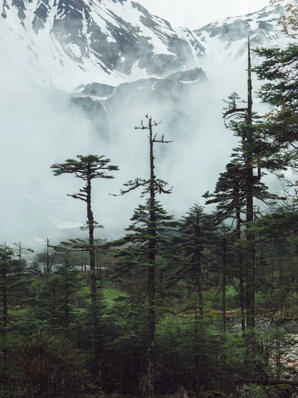 墨脱蚂蝗山图片