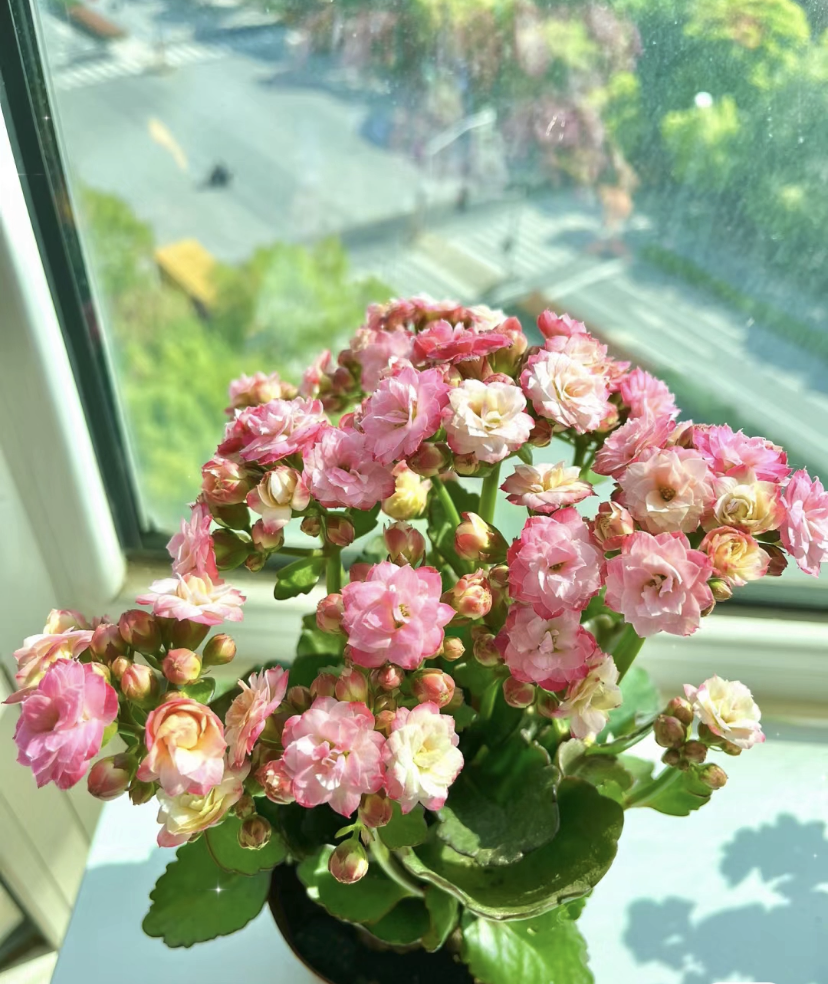 这个品种名叫"苹果花",小型品种,植株低矮小巧,高度仅20厘米这样,分枝