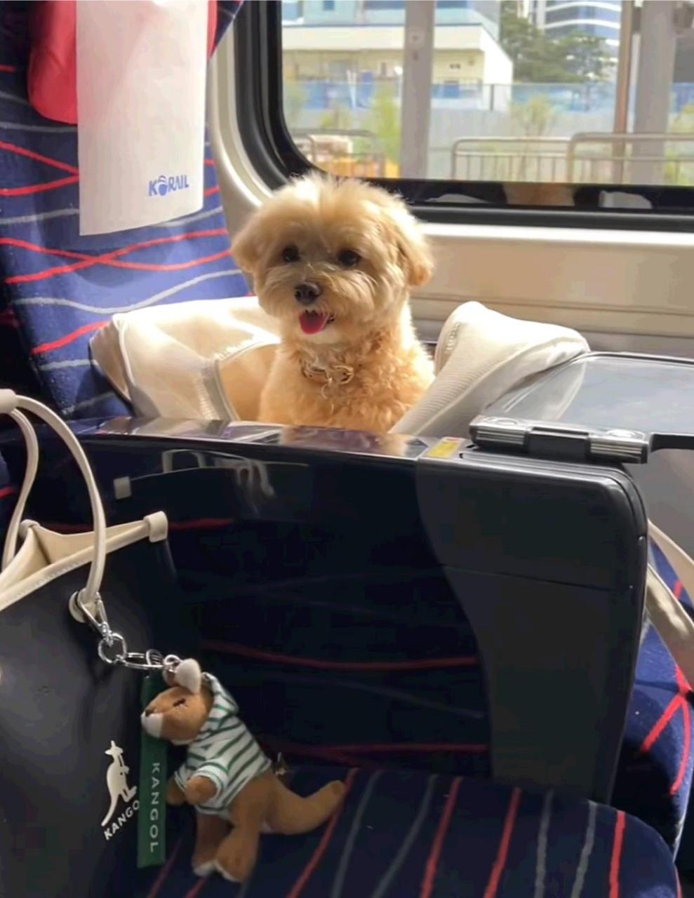 在高铁上看到了,可以带宠物上高铁吗?