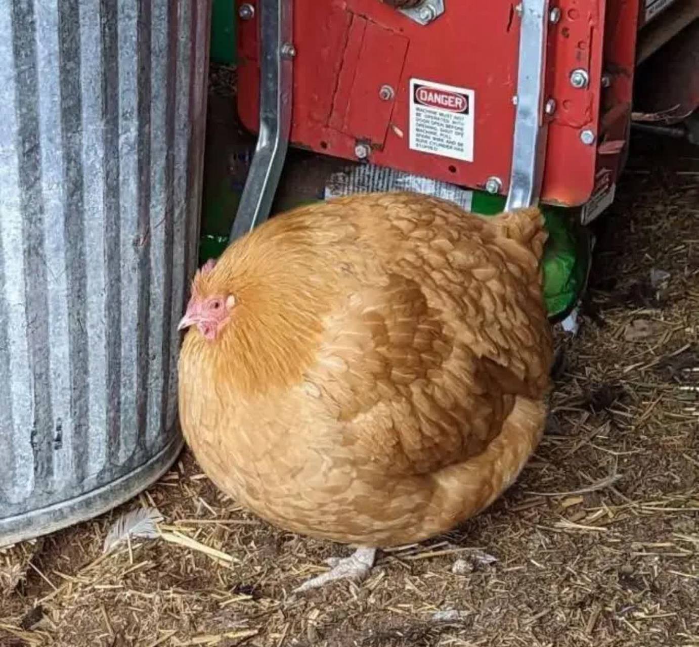 这只鸡又肥又圆又可爱![大笑][大笑]#搞笑