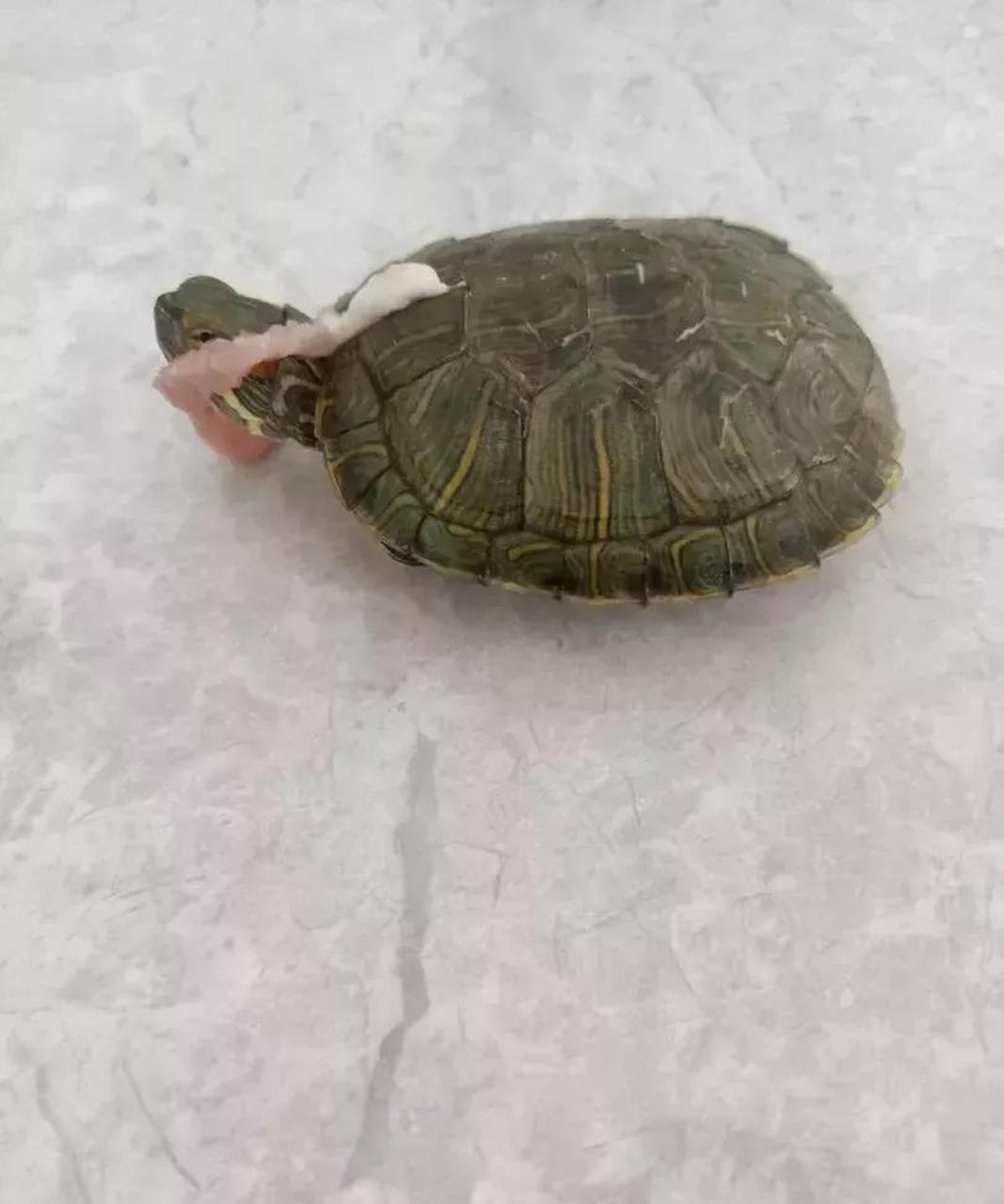 有钱人的乌龟吃肉