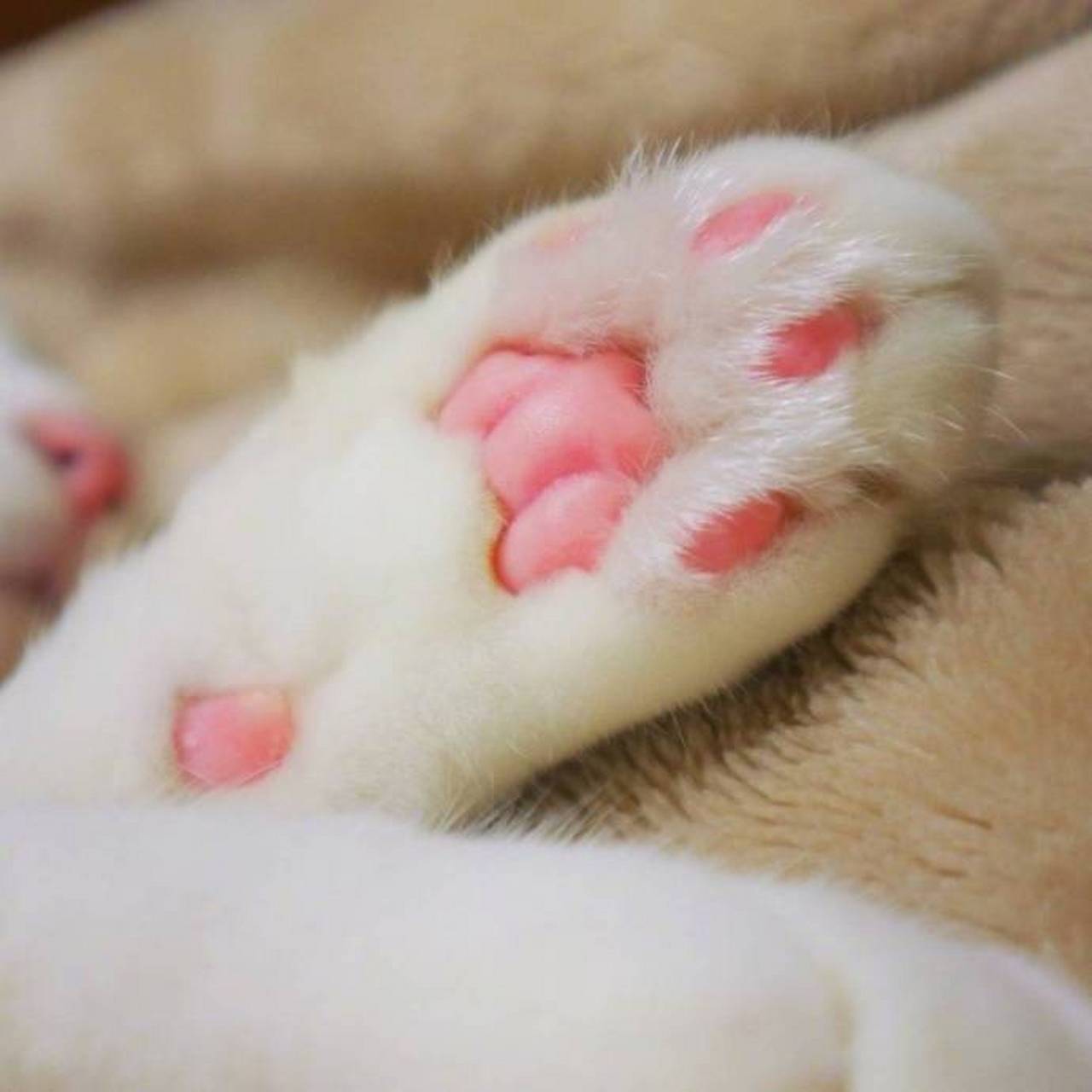 猫爪爪控们,速度转起收藏#搞笑