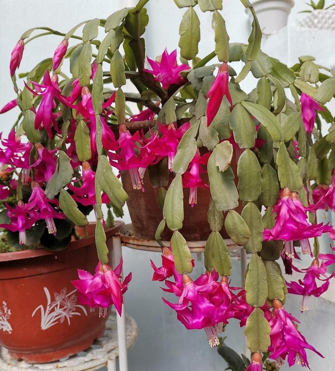 [火焰]很多花友分不清蟹爪兰和仙人指,我也经常把仙人指叫成蟹爪兰