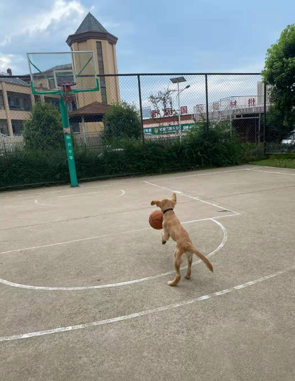 没想到,这还是一只爱打篮球的狗子