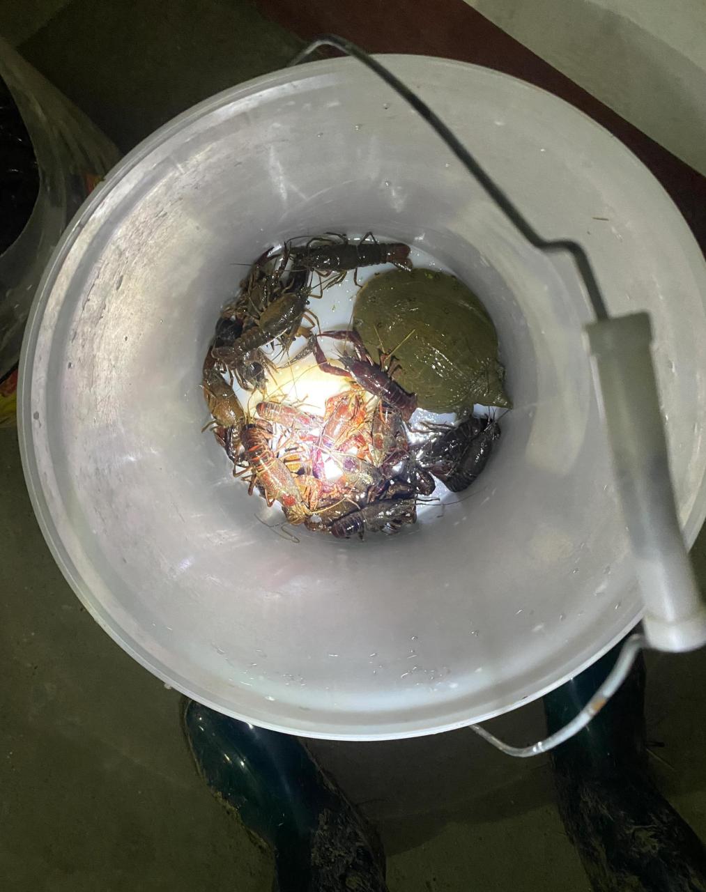 回来3天,就捉了3天鳝鱼,白天耕田,晚上就去田里捉鳝鱼,每次都是凌晨