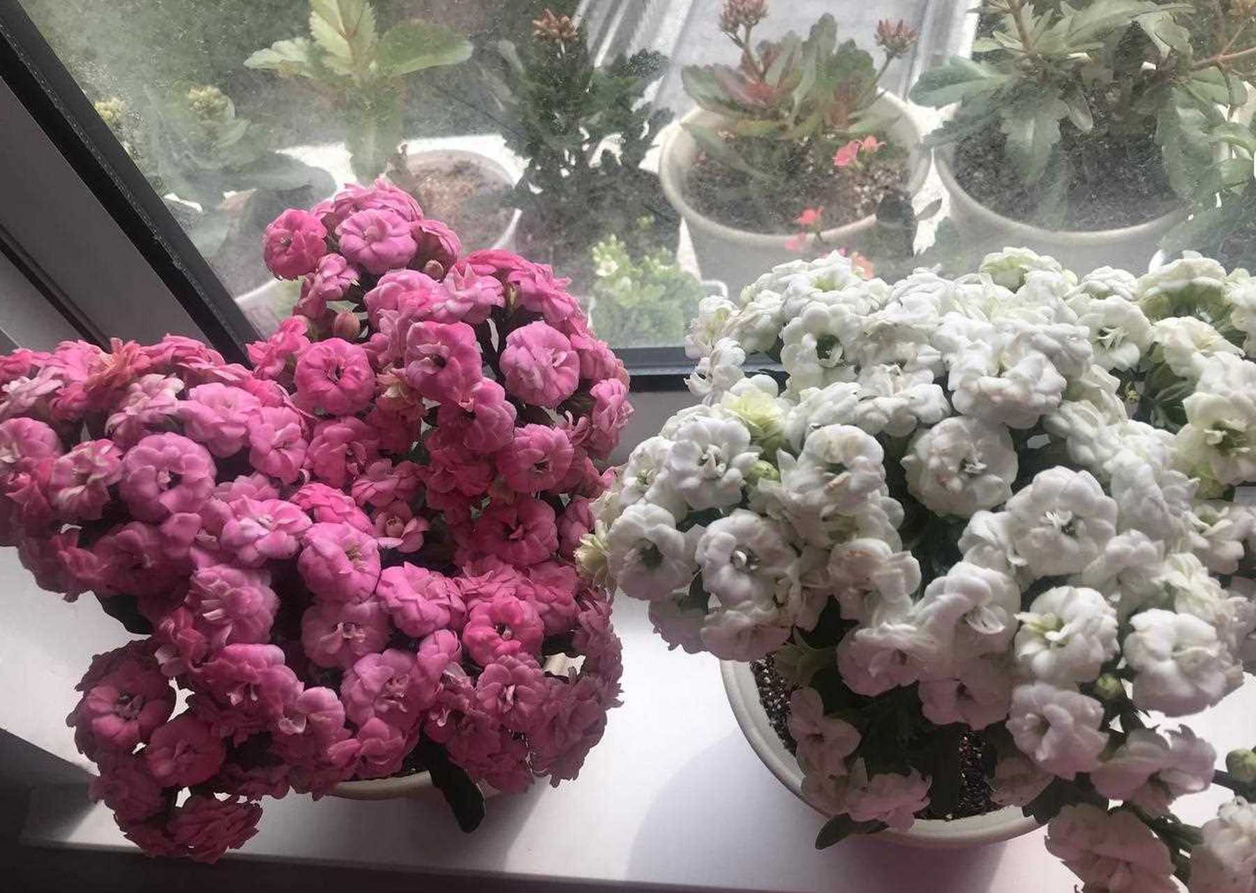 养盆"落樱"吧,别名独角兽,是长寿花家族里很出色的品种,株型高只有30