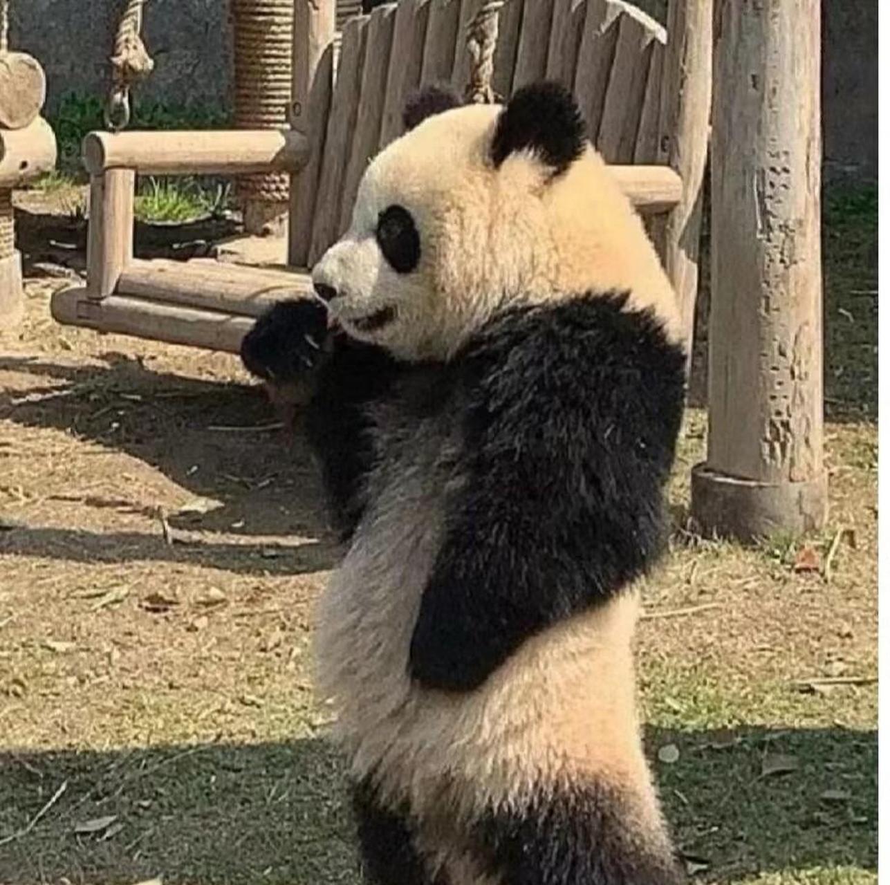 网友:如果大熊猫黑白颠倒[捂脸][捂脸] #搞笑趣味图#