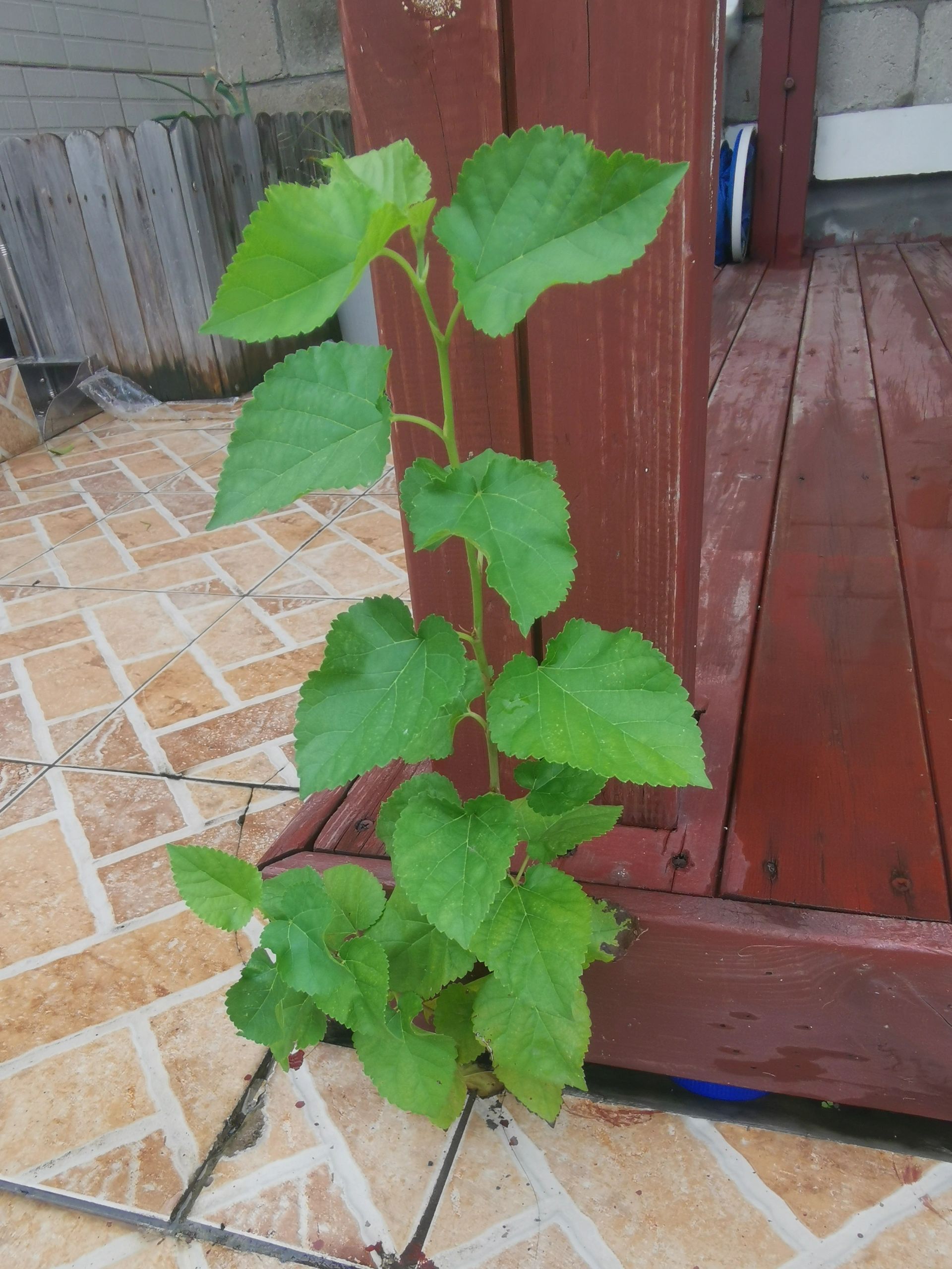 砖缝里居然长出一棵桑树