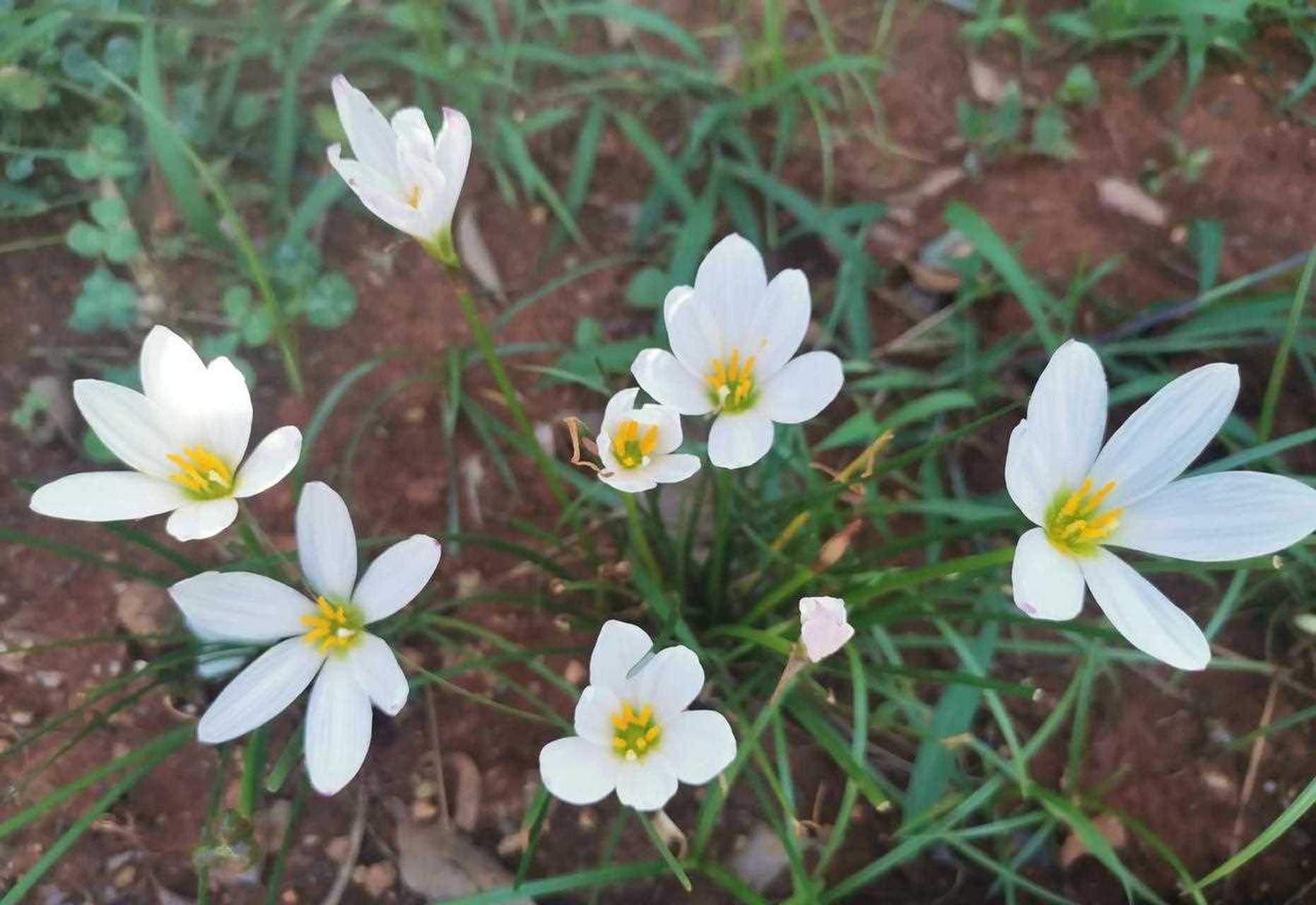 我种的白色风雨兰现在开得正好,洁白素雅.