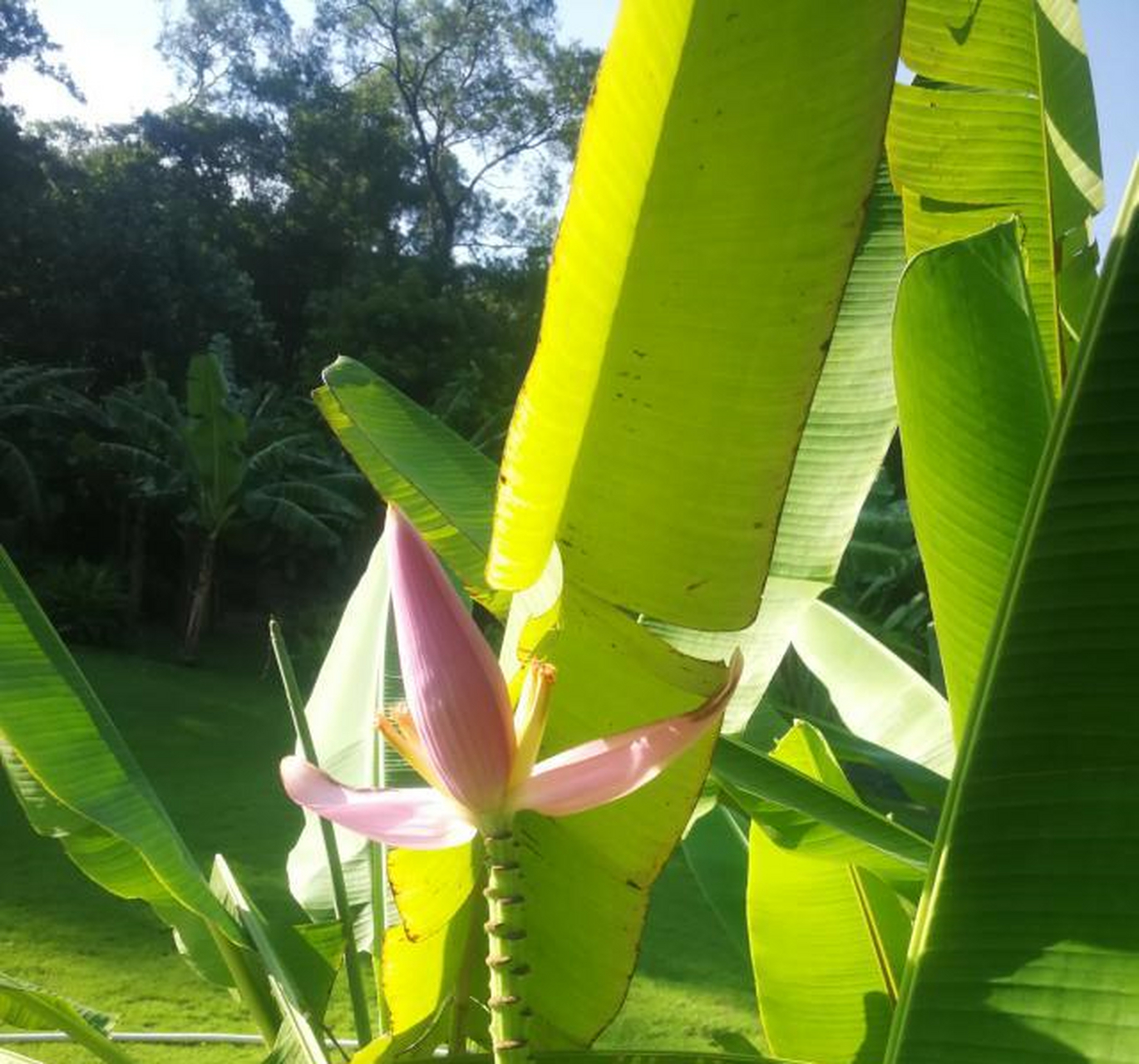 芭蕉花里刷轻红,品味朝天蕉花的美味