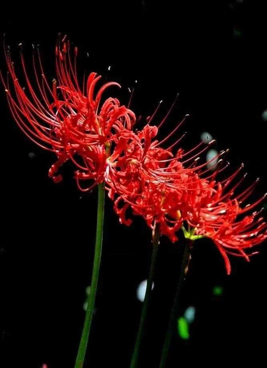 [晕] 彼岸花  红色彼岸花,漂亮妖艳,因为花叶永不相见,一直跟凄美