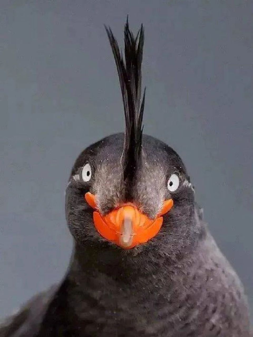 呆萌的傻鸟 最近偶然在网上看到一只鸟的照片,一下就把我的心击中了.