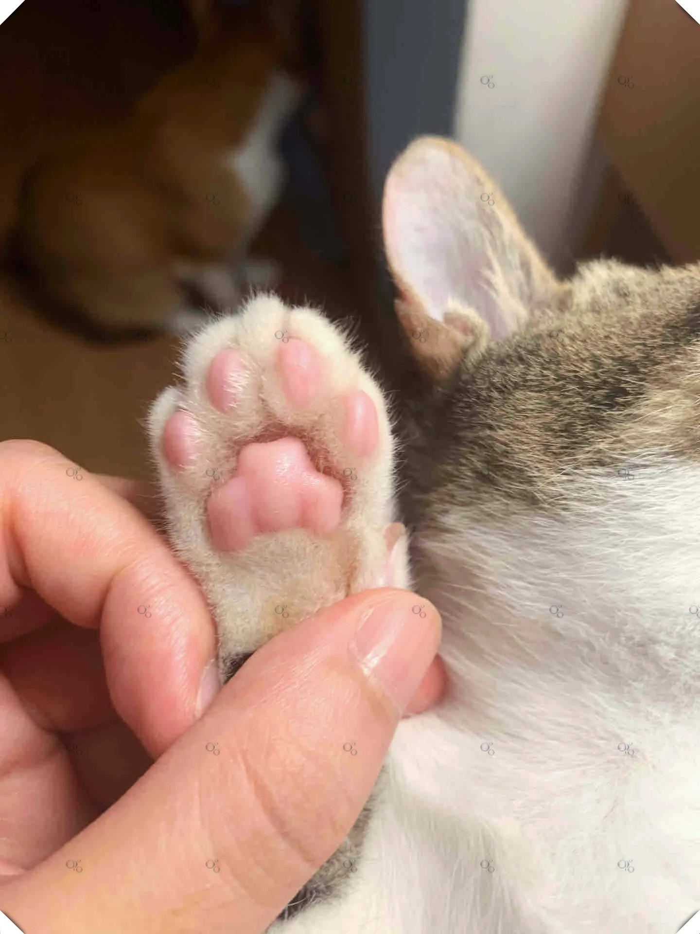 今天,我们的小美女竟然用她的小爪子"教训"了哥哥一顿!