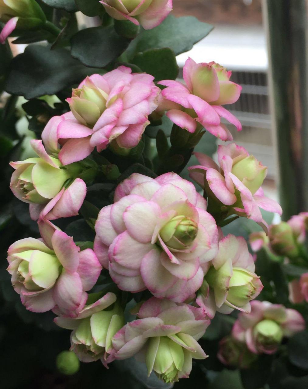 北阳台也能养的观花植物——长寿花"粉巴黎",著名的"网红"盆栽花卉