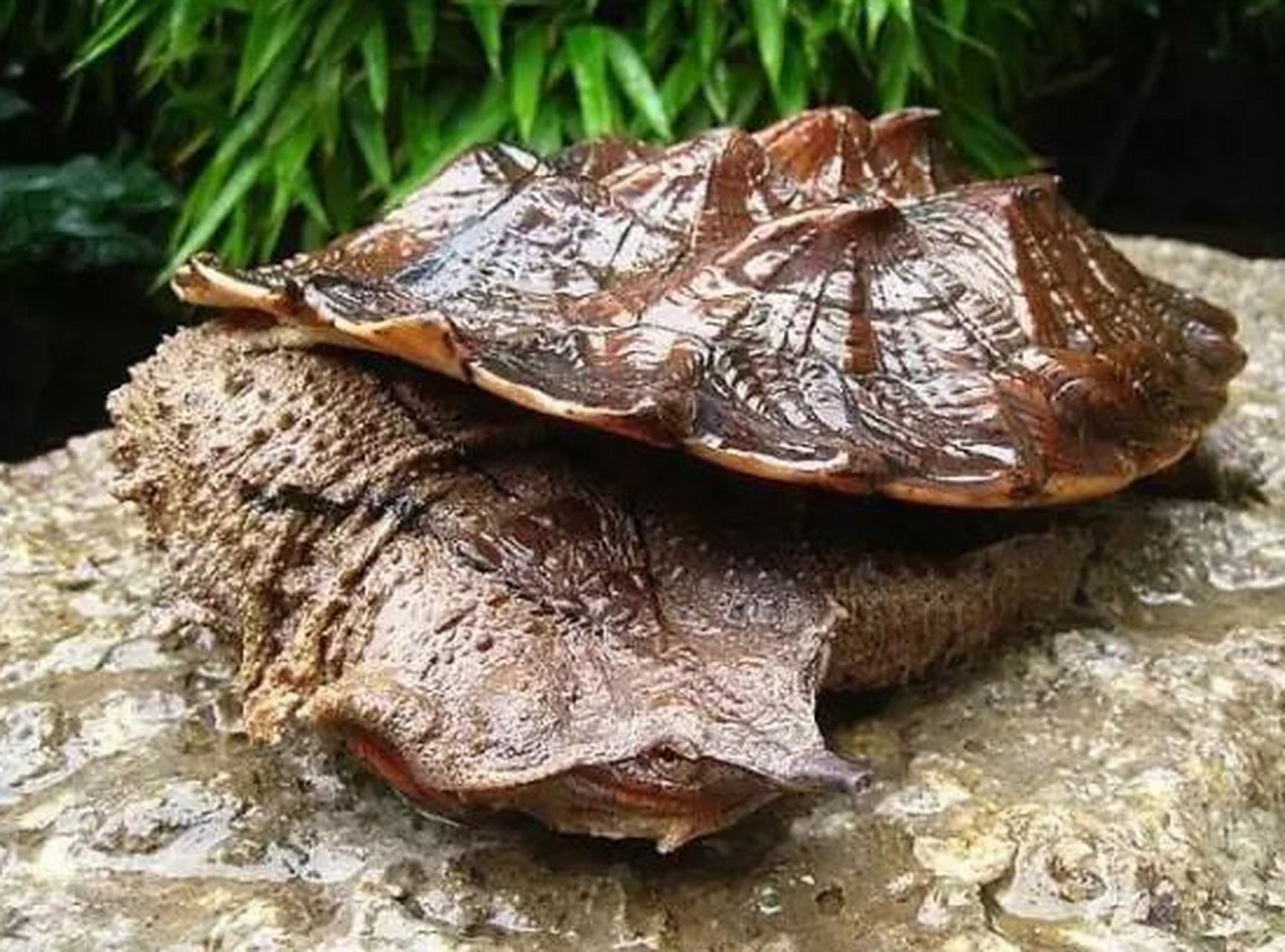 世界上公认最丑陋的动物 枯叶龟 这是一张枯叶龟(matamata turtle)的