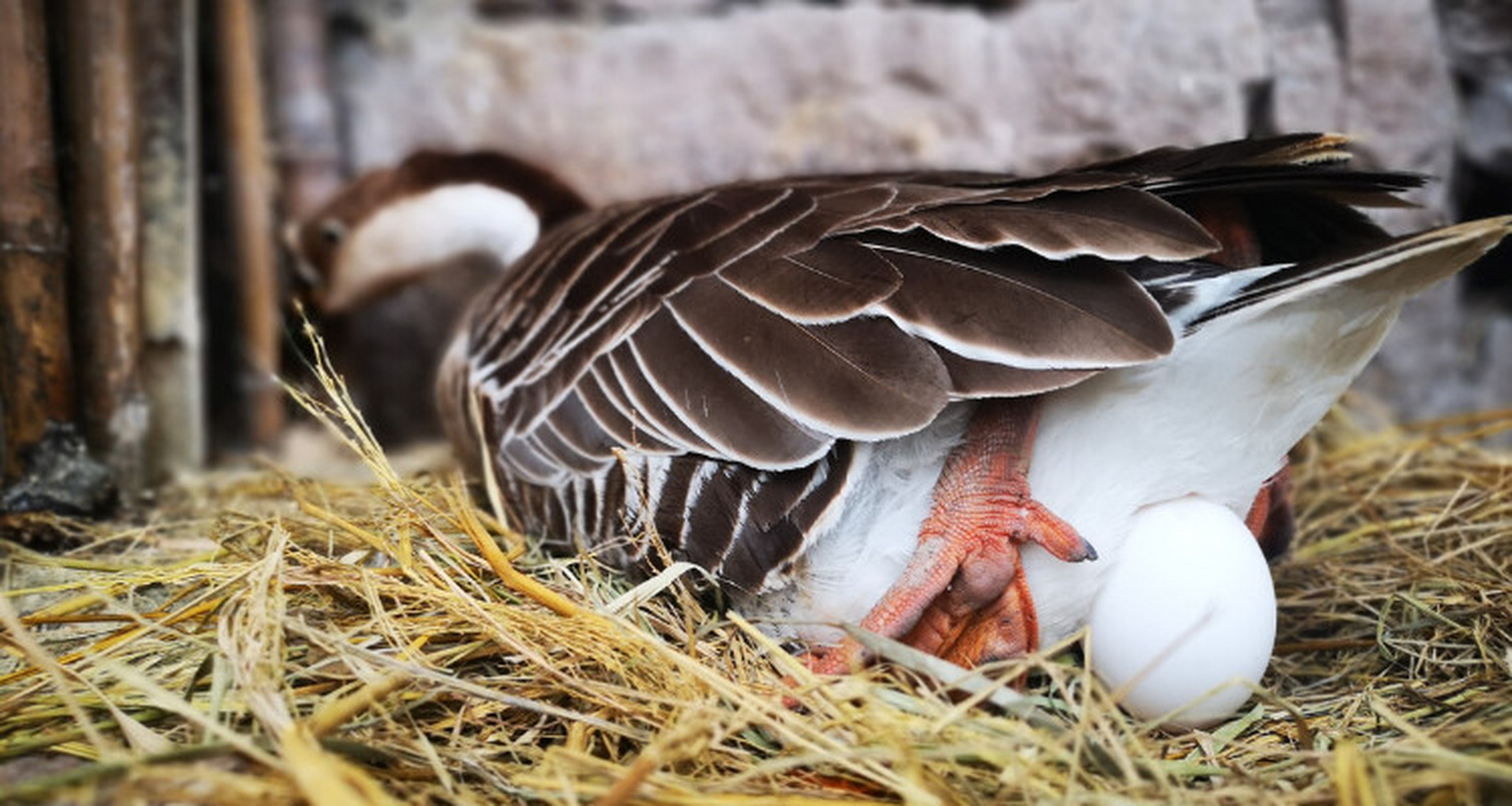 年龄:鹅通常需要达到一定的成熟年龄才会下蛋,大约在6个月