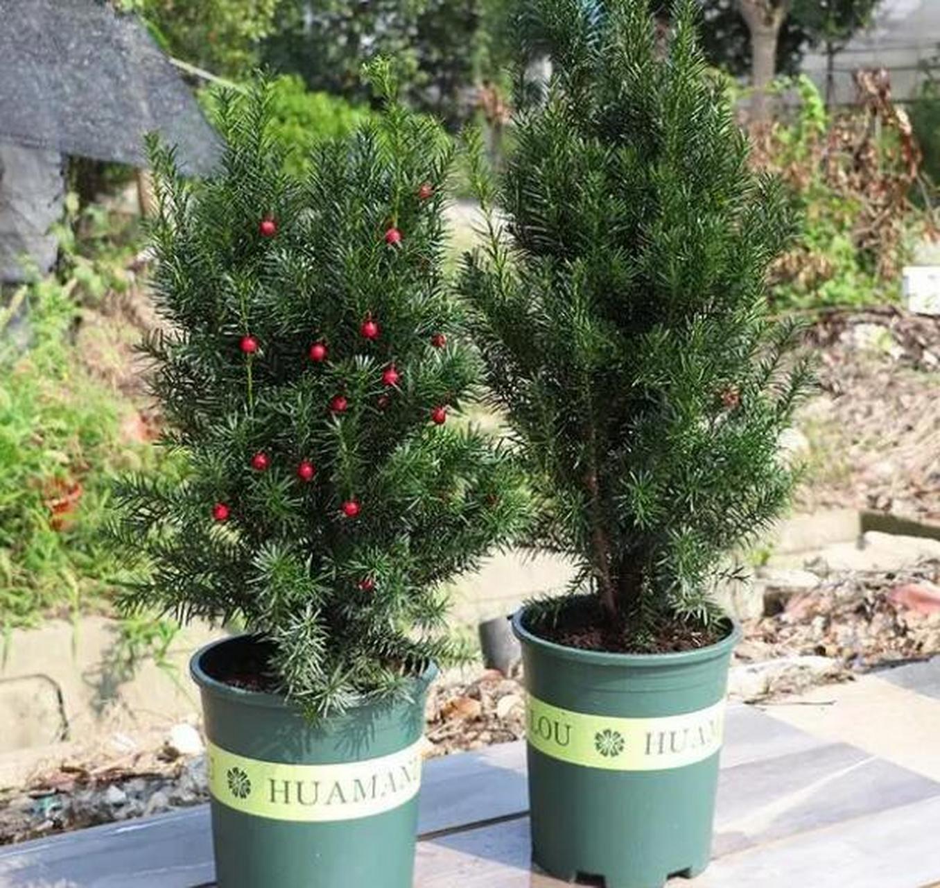 红豆杉四季常绿,而且比较耐阴,非常适合在家里做盆栽,尤其是家里刚