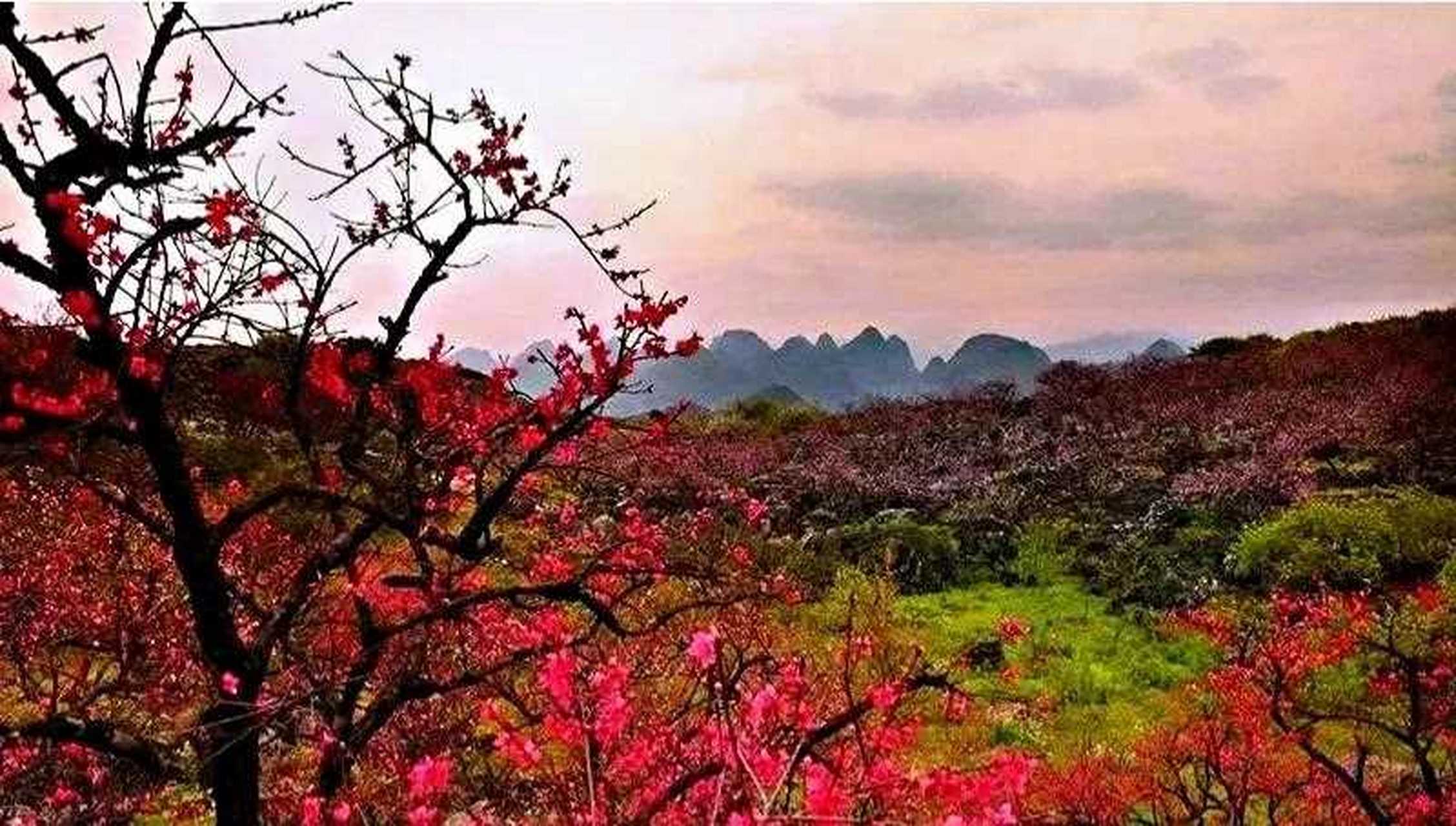 媲美西藏林芝桃花的广西恭城桃花节2号正式开幕!