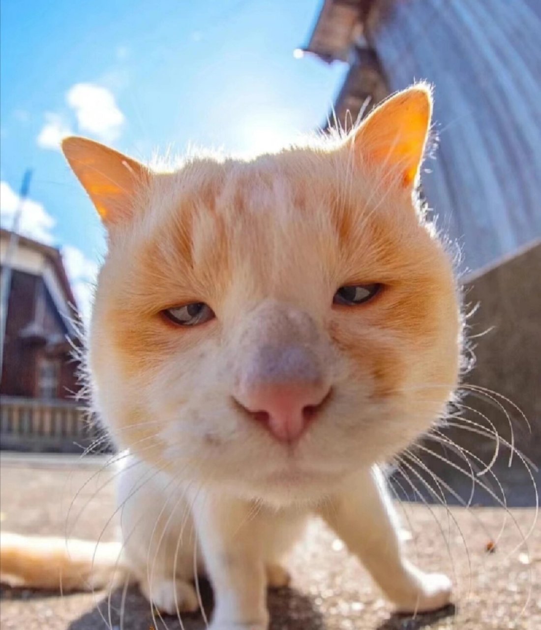 猫猫搞笑图片合集~~~ #金秋图文动态创作节#  图源网络,侵删 #金秋