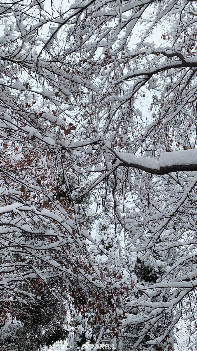 下雪天图片 实景 美景图片