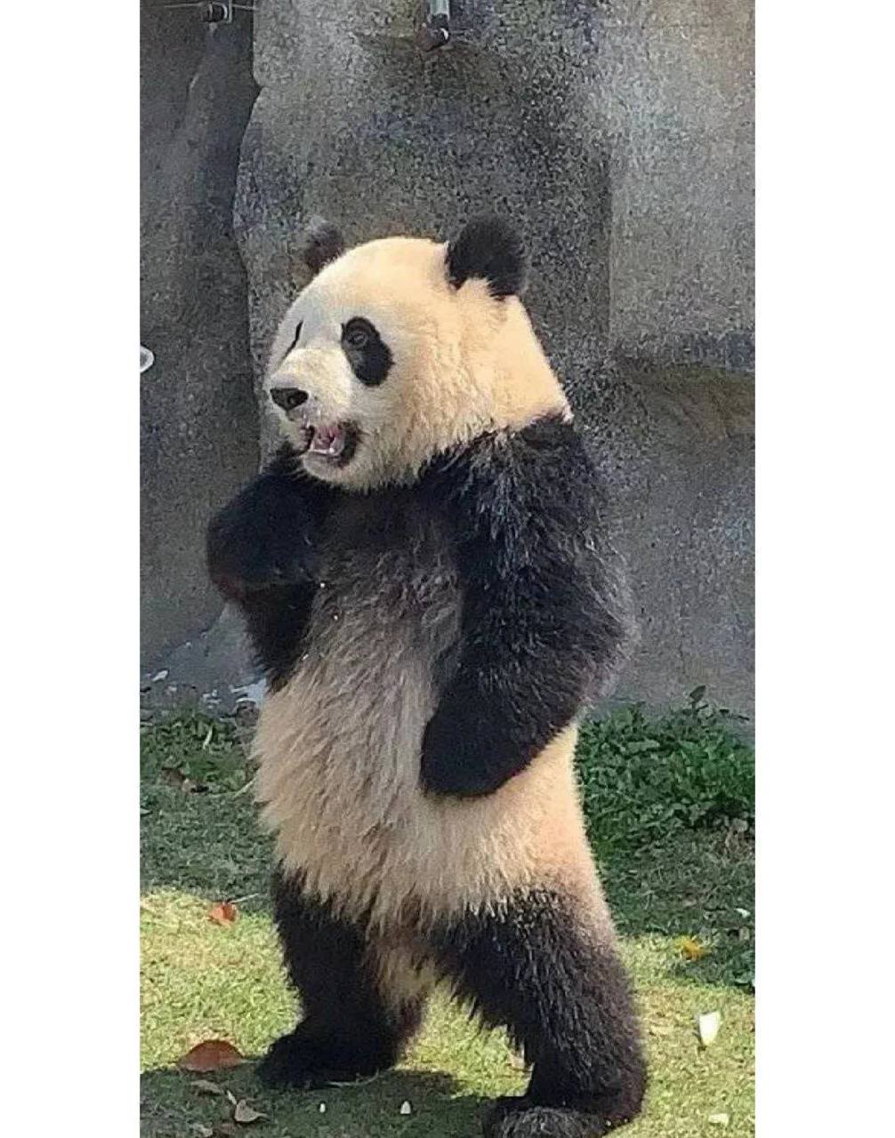 但这让我非常棒,我可以双手叉腰.[抠鼻][三哈][坏笑]