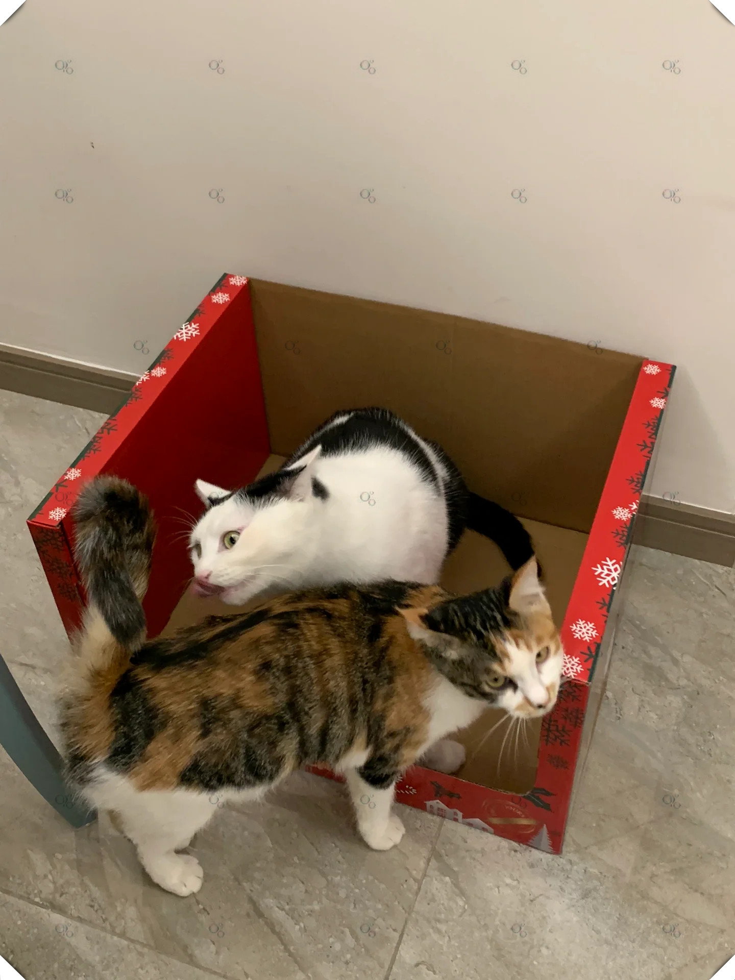 终于有机会拿个纸盒回家了我家的猫星人对此非常满意仿佛拥有了一