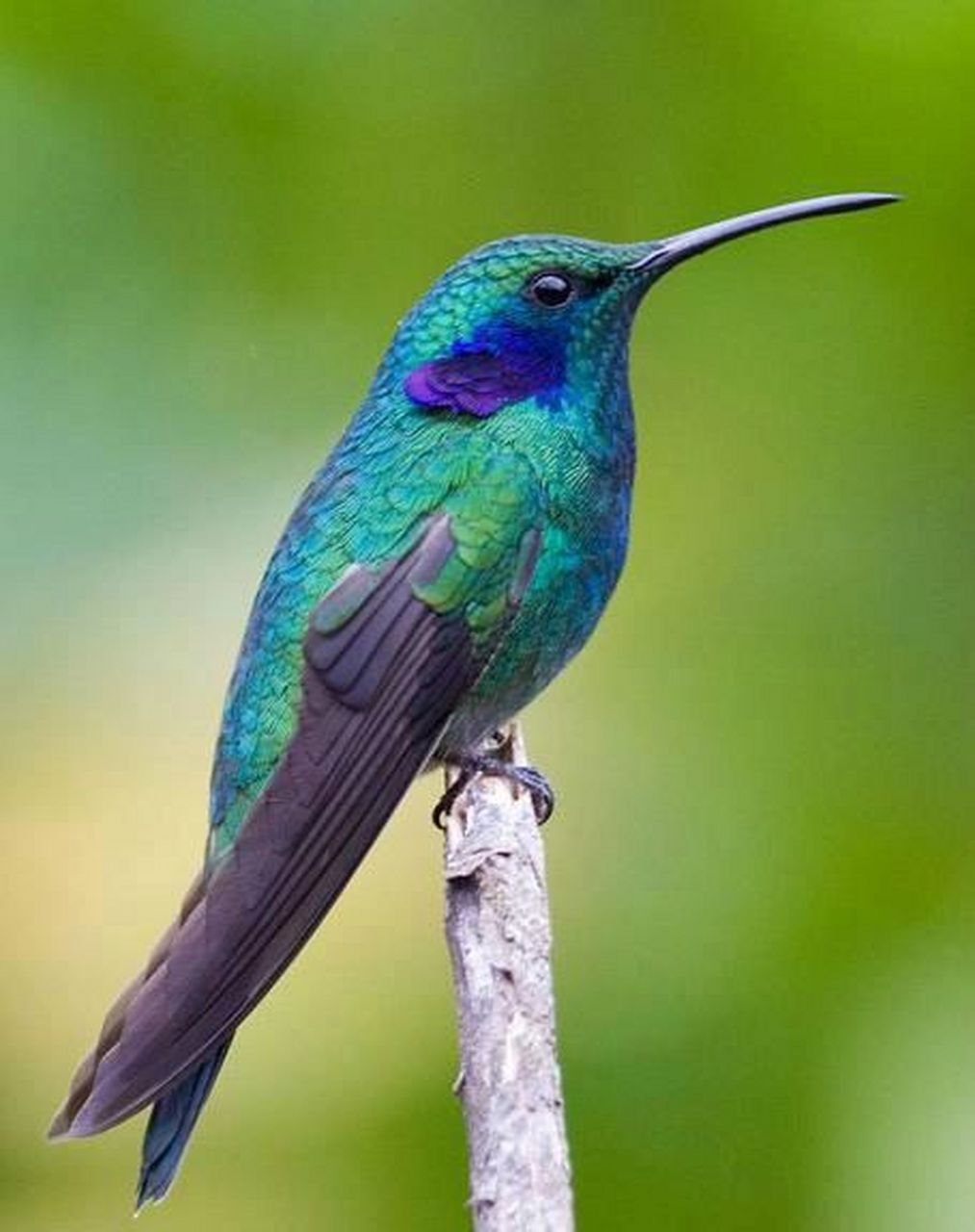 蜂鸟是世界上最小的鸟 世界上体形最娇小的鸟是蜂鸟,蜂鸟主要生活在