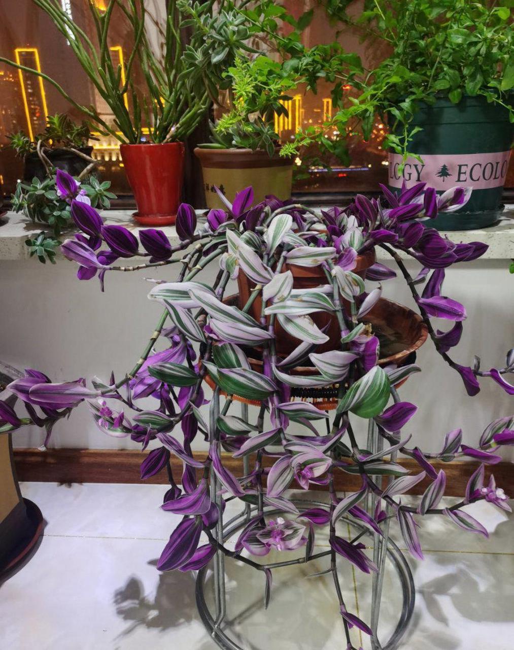 喜欢养花,总是养不好得朋友可以养一盆婚礼油画吊兰,比普通吊兰好养