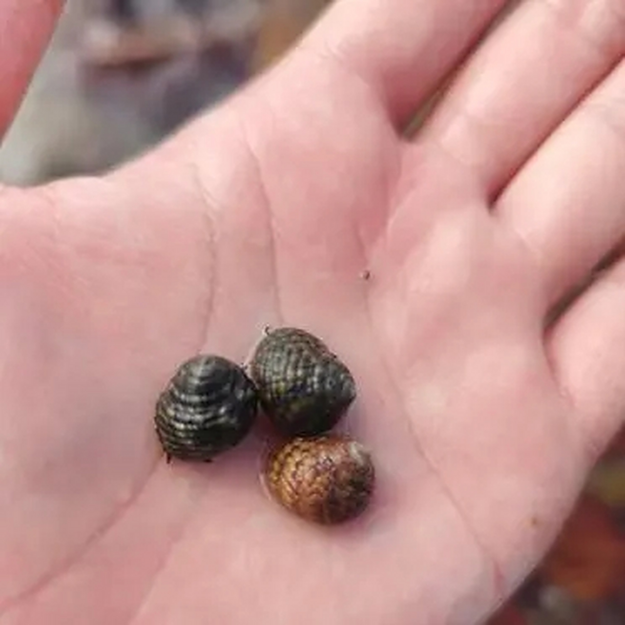 在海边捡的,很多,这些螺叫什么螺? 能不能吃啊