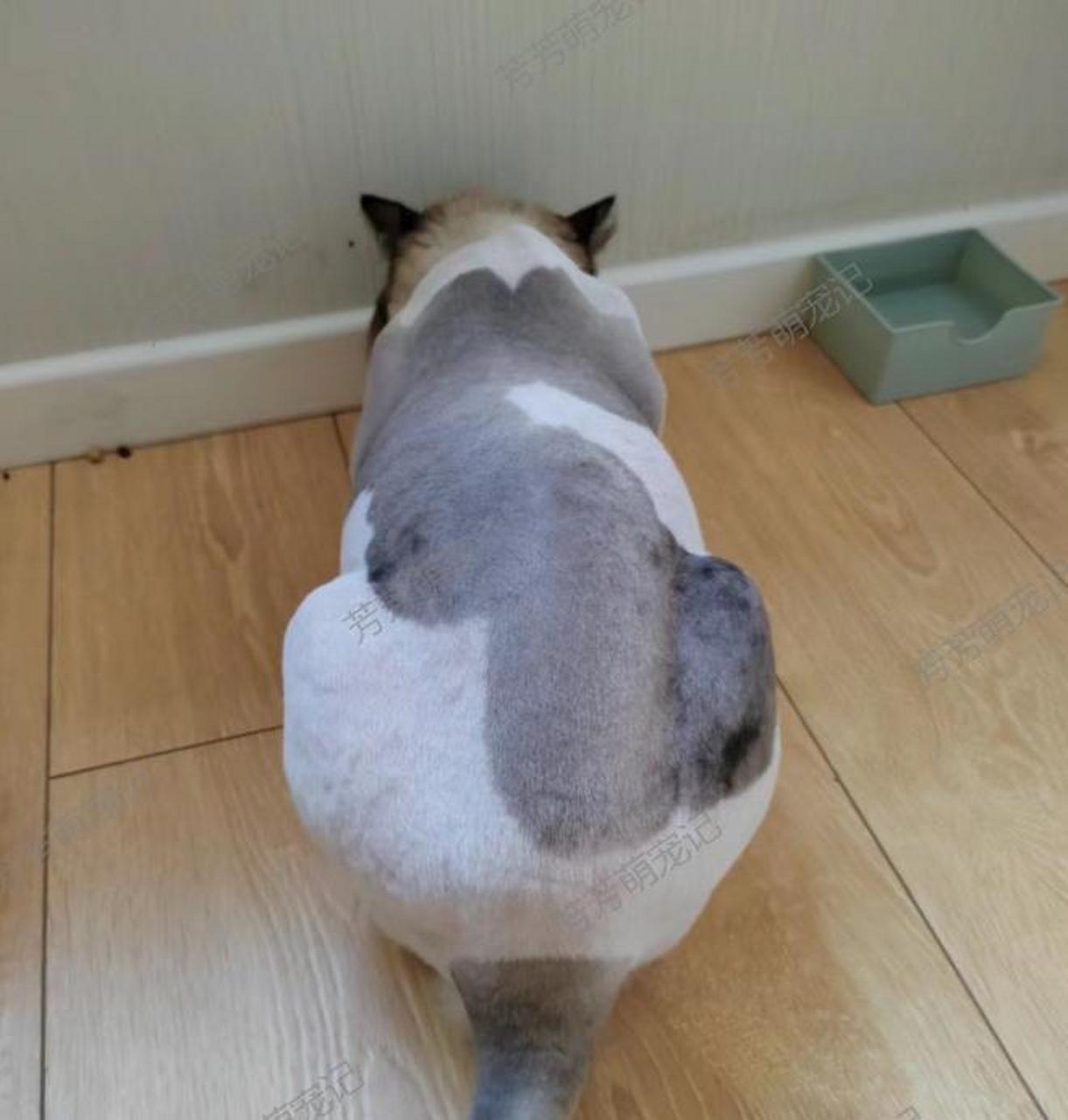 这可是一只被剃毛的布偶猫哦~ [期待]