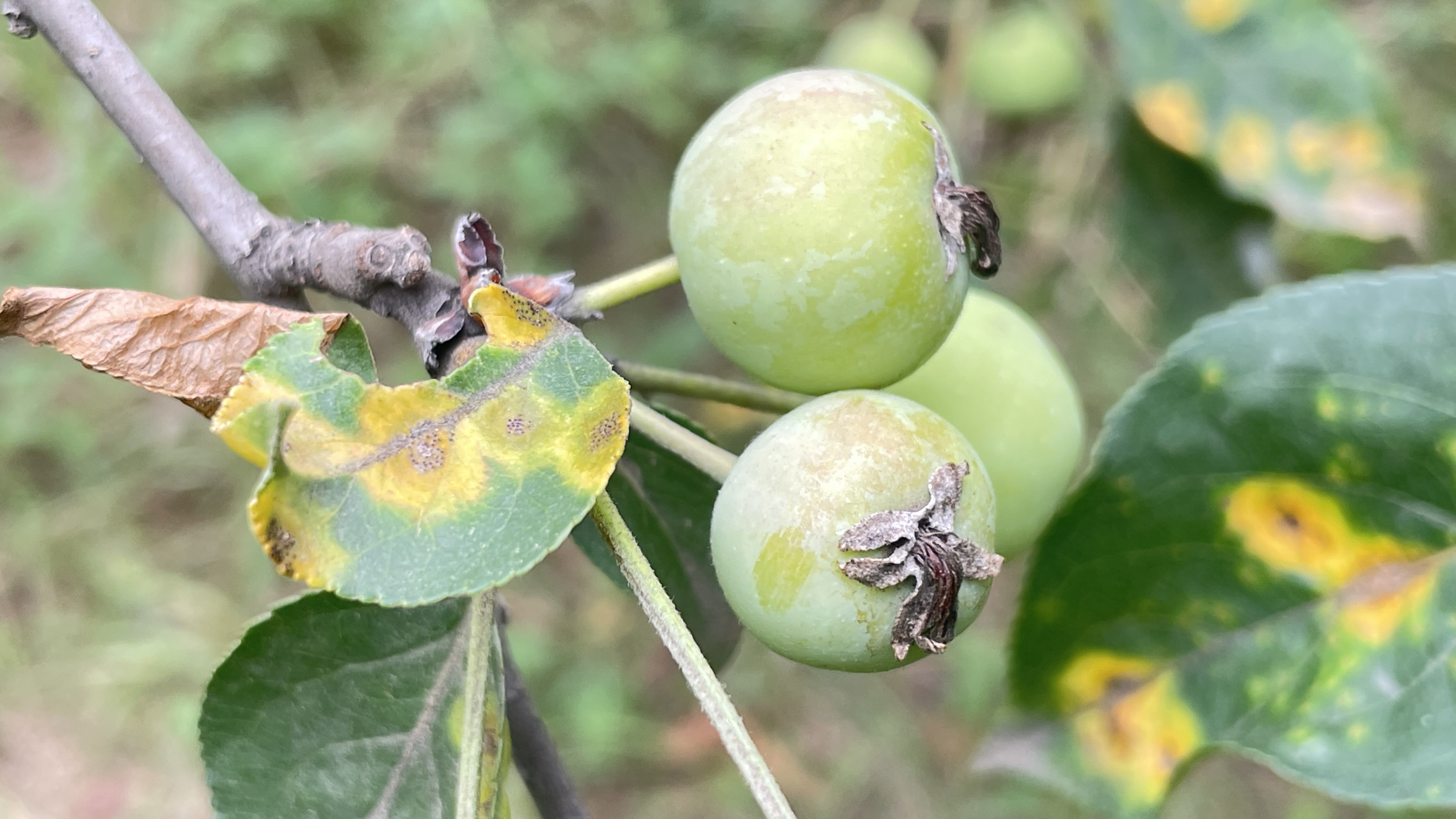 立秋后,北方地区的瓜果梨桃开始成熟,大量上市,这一现象非常明显,商贩