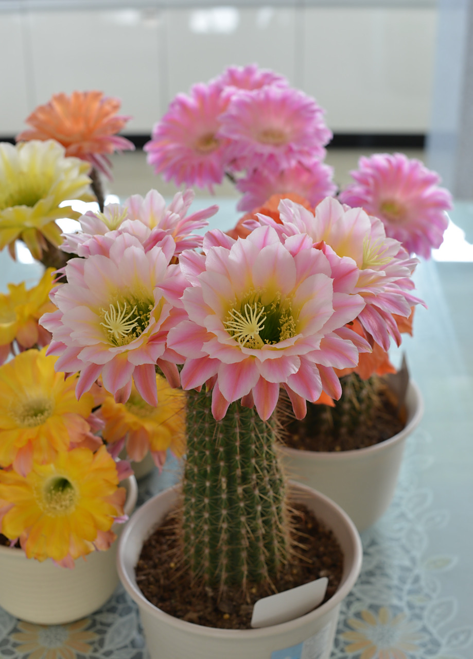 毛花柱属,株型直立,圆润端庄,自然花期春末至秋季,一年能反复开花很多