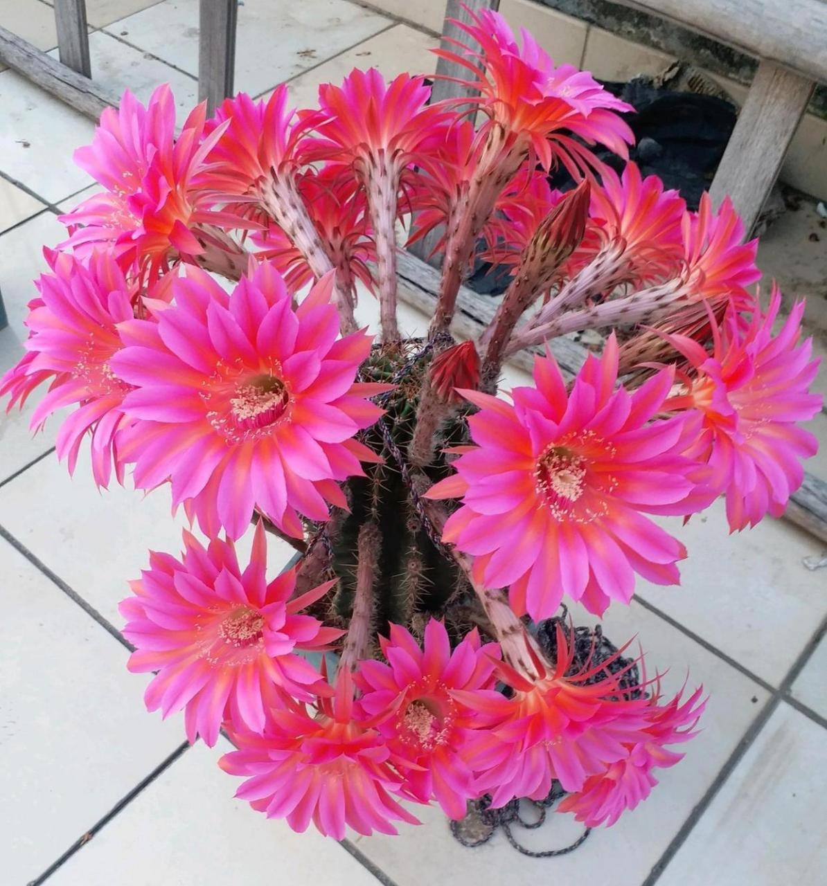 可以养几株"彩色草球",简称彩草,有诸多园艺品种,球体端庄美丽,开花