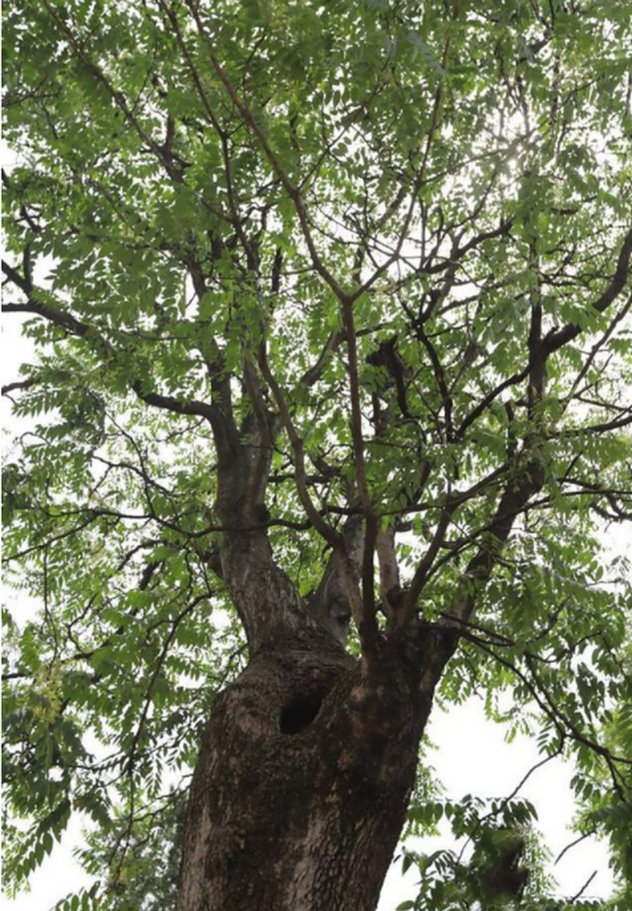 中国人自古就将椿树作为父亲的专属象征,椿树也叫父亲树.