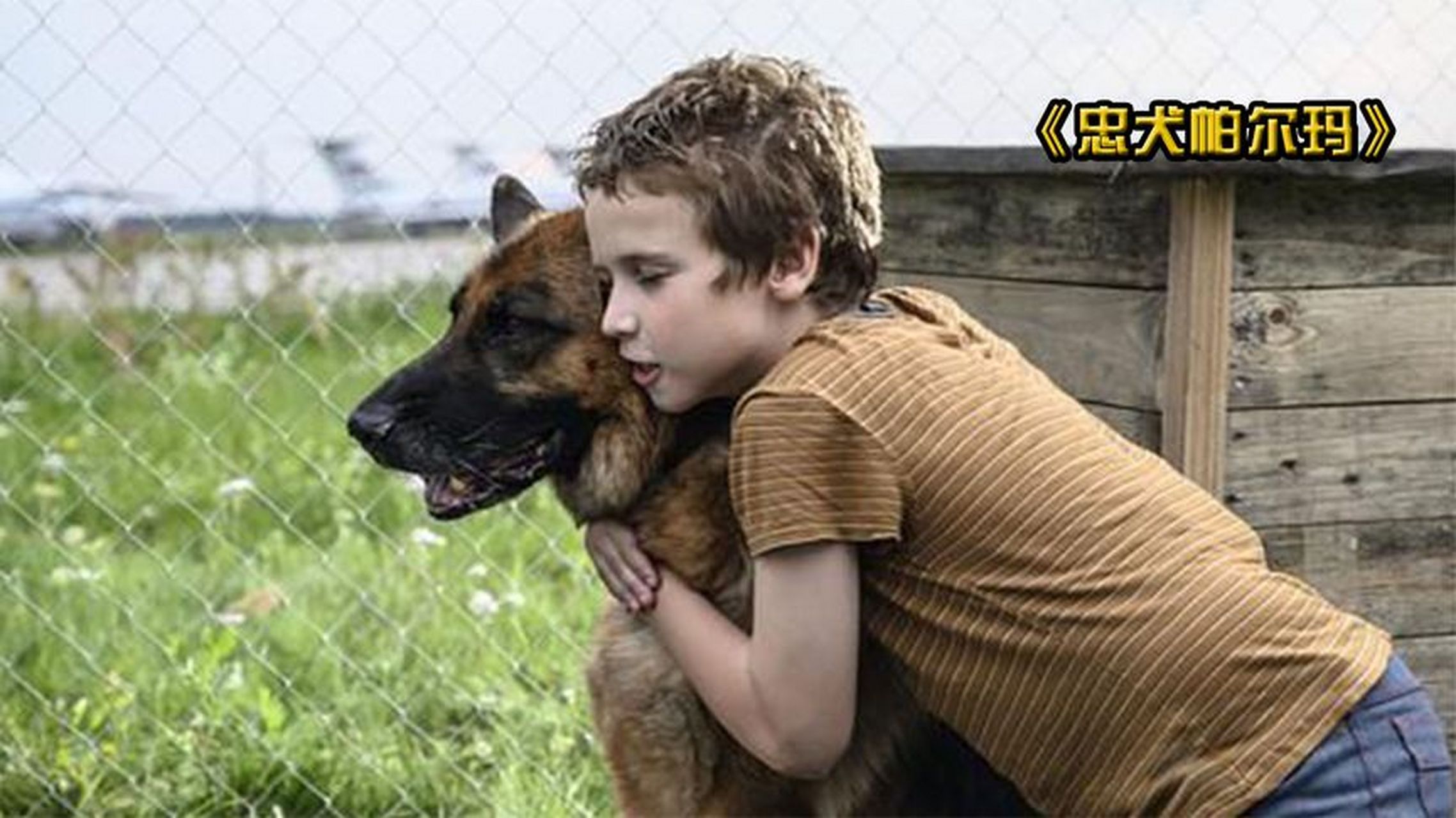 《忠犬帕尔玛》是亚历山大·多莫加罗夫执导并担任编剧,liliya,维克多